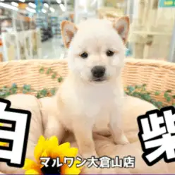 【 白柴 】柴犬王国の大倉山店に待望の小さめシロクマ系柴犬!!天然記念物級の可愛さ炸裂中♥ペットショップマルワン大倉山店（横浜市）｜子犬情報！No.6130721