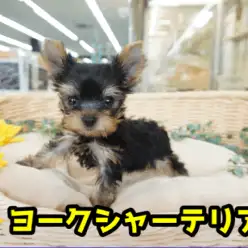 【 極小 ヨークシャーテリア 】これぞ手乗りサイズ！生後53日で440g！キラキラした毎日を一緒に過ごせるアニメ顔♥：ペットショップマルワン大倉山店（横浜市港北区）｜子犬情報！No.6130720