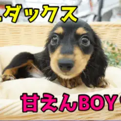 【 ミニチュア・ダックスフント 】パパはカニンヘン！艷やかなブラックカラー＆濃厚ゴールドタンマーキングの超甘えんBOY♥ペットショップマルワン大倉山店（横浜市）｜子犬情報！No.6130718
