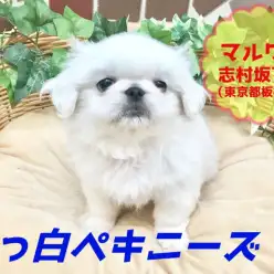 【白ペキニーズ】究極の癒しをアナタに！愛されマシュマロベイビー♪：ペットショップマルワン志村坂下店（東京都板橋区）｜オススメ子犬情報！No.914369