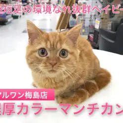 【 超短足 マンチカン 】「赤い河」を思わせる情熱レッドスペシャルベイビーは初心者にオススメ！ディープに考察します！：ペットショップマルワン梅島店｜子猫情報！No.119114