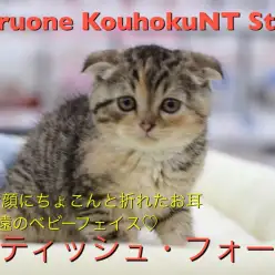 【スコティッシュ・フォールド】まんまるお顔にちょこんと垂れたお耳！永遠のベビーフェイス♡：ペットショップマルワン港北NT店（横浜市）｜子猫情報｜NO.311782