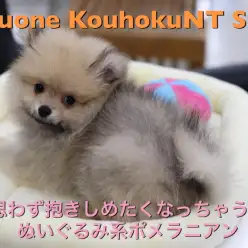 【 ぬいぐるみ系 ポメラニアン 】ムッチリボディー！！思わず抱きしめたくなるポメちゃん登場！：ペットショップマルワン港北NT店（横浜市）｜オススメ子犬情報｜NO.311796