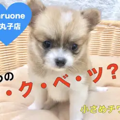 【 チワワ 】この子ならではの3つのト・ク・ベ・ツを持つ太陽サンサンガール！：ペットショップマルワン下丸子店（東京都大田区）｜子犬情報！No.116262