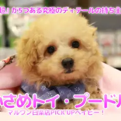 【 超ドワーフ体型 トイ・プードル 】生後100日で体重1kgの小さめプードル！『超』が5つある魅力がたーくさん！！:マルワン白楽店（横浜市）ペットショップ│子犬情報No.11568