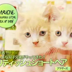 【ブリティッシュショートヘア】丸顔代表！キュートな双子兄弟がやってきた！:ペットショップマルワン白楽店(横浜市）No.11572＆11573