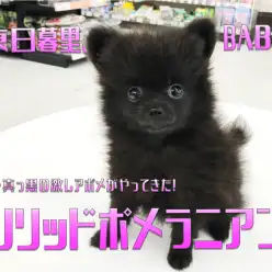 【 ソリッド系 ポメラニアン 】最高のまんまるおめめを持った全身真っ黒の激レアポメがやってきた！：ペットショップマルワン東日暮里店（東京都荒川区）｜子犬情報！No.014226