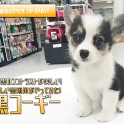 【黒コーギー】白と黒のコントラストが美しい！愛らしい黒短足がやってきた！：ペットショップマルワン東日暮里店｜子犬情報！No. 014225