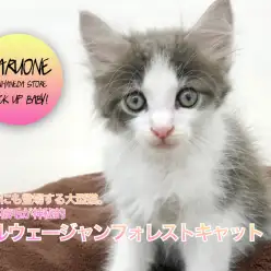 【ノルウェージャンフォレストキャット】森の妖精！神話にも登場する大型猫。長い被毛が神秘的：ペットショップマルワン本羽田店（東京都大田区）：子猫情報！№512544