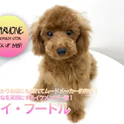 【トイ・プードル】すっかりお店にも慣れてムードメーカー的存在！みんなを笑顔にするイケメンプー君！：ペットショップマルワン本羽田店(東京都大田区)｜子犬情報！No.512534