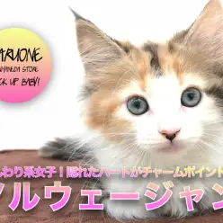 【 ノルウェージャン・フォレストキャット 】ふんわり系女子！隠れたハートがチャームポイント♡：ペットショップマルワン本羽田店(東京都大田区)｜子猫情報！No.512545