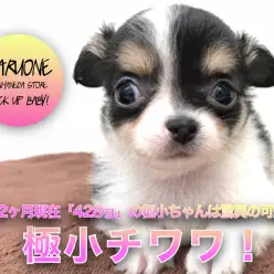 【 極小 チワワ 】一発KO間違いなし！一目見た瞬間からあなたも虜に？生後2ヶ月現在「428g」の極小ブラックタンチワワは驚異の可愛さ。：ペットショップマルワン本羽田店(東京都大田区)｜子犬情報！No.512548