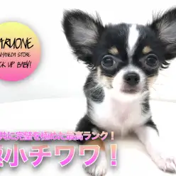 【 極小 チワワ 】非の打ち所無し！容姿共に完璧を極めた最高ランクの極小チワワちゃん8/1現在796gへと成長！：ペットショップマルワン本羽田店（東京都大田区）｜オススメ子犬情報！No.512538