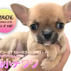 【極小チワワ】ロングコート?スムースコート?実は・・・原種のチワワなんです!!:ペットショップマルワン本羽田店(東京都大田区)|子犬情報!No.512543