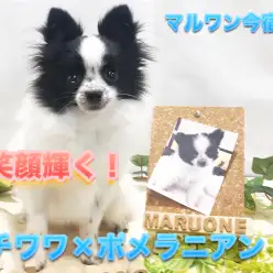 【チワポメ（mix）】小柄なエレガントコートの持ち主！太陽の様な笑顔が素敵な超アイドル♪：ペットショップマルワン今宿店｜子犬情報No.120099