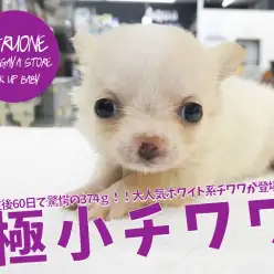 【 極小 チワワ 】生後60日で驚愕の374g！！大人気ホワイト系チワワが登場！！：ペットショップマルワン鎌ヶ谷店（千葉県鎌ケ谷市）｜子犬情報｜No.117158