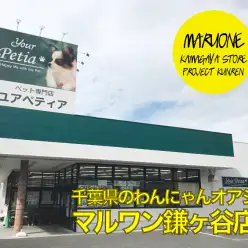 【夏休み特集・店舗紹介！】千葉県のわんにゃんオアシス！魅力満載ドッグトレーニングのメッカ マルワン鎌ヶ谷店！