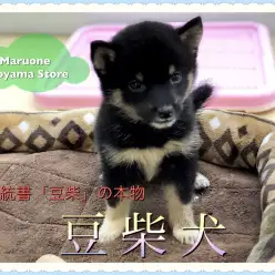 【黒豆柴】早い者勝ち！血統書「豆柴」の正真正銘「豆柴犬」登場！！：ペットショップ ペッツワン城山店｜子犬情報｜NO.118253（神奈川県相模原市）