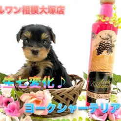 【小さめヨークシャーテリア】HP掲載前に特別公開！人生で7回毛色が変わるけど飼い主さんへの愛は永遠よ♪可愛い顔アップ写真を要チェック！：ペットショップマルワン相模大塚店｜仔犬情報No.814472