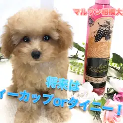 【 ティータイニー プードル 】生後100日経過で驚異の786g!!ティーカップorタイニーの極小ポテンシャルベイビーのセカンドインプレ！：ペットショップマルワン相模大塚店（大和市）｜子犬情報No.814469