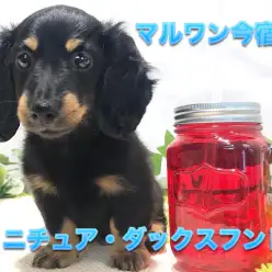 【ミニチュア・ダックスフント】麻呂眉が綺麗なブラタンダックス！生後60日でおトイレもマスターしたお利口さん♪：ペットショップマルワン今宿店（横浜市）｜仔犬情報No.120119