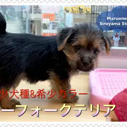 【 激レア ノーフォークテリア 】その希少さは7年に一度？W杯より出会えないプレミアムパピー登場！！：ペットショップ ペッツワン城山店｜子犬情報｜NO.118255（神奈川県相模原市）