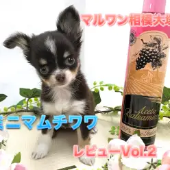 【 チョコタン チワワ 】生後70日で体重642g!毎日違った姿を見せてくれる♪小さな超美形アイドルのセカンドインプレ!:ペットショップマルワン相模大塚店(大和市)|仔犬情報No.814471