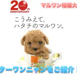 【相模大塚店セール情報】7月第二週の相模大塚店スターワンニャンをご紹介！：ペットショップマルワン相模大塚店｜子犬＆子猫情報！