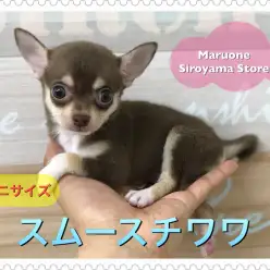 【ミニチワワ・スムースコート】天使の様な可愛らしさ♡希少なチョコタンスムチを超速レビュー!:ペットショップ ペッツワン城山店|子犬情報|NO.118254(神奈川県相模原市)