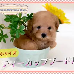 【 ティーカップ・プードル 】もはや説明不要だけどしちゃいます！その可愛らしさは最上級のプレミアムパピー！！：ペットショップ ペッツワン城山店｜子犬情報｜NO.118256（神奈川県相模原市）