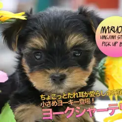 【ヨークシャーテリア】ちょこっとたれ耳が愛らしさの秘密♥小さめヨーキー登場!:ペットショップ マルワン梅島店(東京都足立区)|子犬情報!No.119117