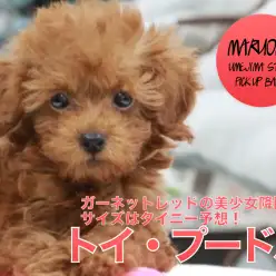 【トイ・プードル】ガーネットレッドの美少女降臨！サイズはタイニー予想！：ペットショップマルワン梅島店（東京都足立区）子犬情報No.119118