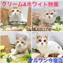 【猫特集！】淡い毛色のクリーム系カラーの猫ちゃんたちを一挙ご紹介♪これを見てチャームポイントを知っちゃおう！：ペットショップマルワン今宿店（横浜市）｜子猫情報
