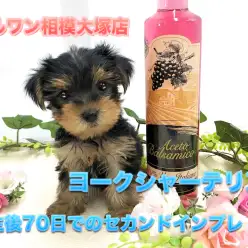 【ミニ・ヨークシャーテリア】生後70日で体重720g！赤ちゃんから仔犬へ成長の変化をセカンドインプレ♪：ペットショップマルワン相模大塚店（大和市）｜仔犬情報No.814472