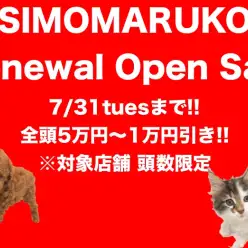 【セール情報】いよいよ大詰め！下丸子店リニューアルオープンセール!!（港北NT店・本羽田店・大倉山店・鶴見店で同時開催）：ペットショップマルワン下丸子店(東京都大田区)
