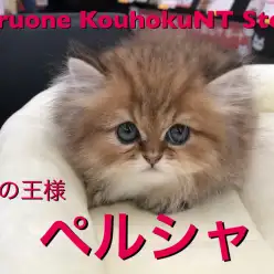 【 猫の王様 ペルシャ 】猫好きは見逃し禁止！港北NT店人気上位描種が再登場！ ： ペットショップ マルワン港北NT店（横浜市） | 子猫情報 | NO.311799
