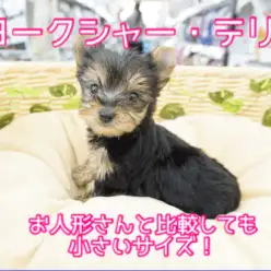 【 ヨークシャーテリア 】小さめヨーキーちゃんとコンパクトライフ!用意したいアイテムもご紹介！ ペットショップ  マルワン大倉山店（ 横浜市 ） 子犬情報！ No.6130729