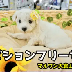 【希少 ビション・フリーゼ 】これぞ究極のわたあめDOG！トイプードルを超越したスプリングヘアの成長はとっても楽しみ！ ペットショップ マルワン大倉山店（ 横浜市 ） 子犬情報！ No.6130728