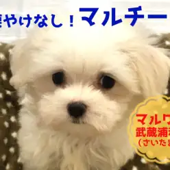 【 小さめ マルチーズ 】涙やけなし！ポケットサイズの純白ベイビー！！：マルワン武蔵浦和店（さいたま市）｜子犬情報！No.412710