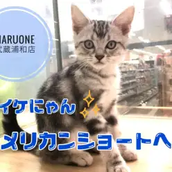 【 アメリカンショートヘア 】シルバータビーの貴公子！！イケにゃんと言えばアメショー！！ マルワン武蔵浦和店（ さいたま市 ） 子猫情報！No.412705