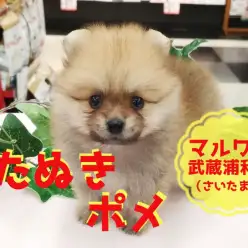 【 たぬきポメ 】埼玉で最もたぬき顔！！ポメラニアン好きは見逃せない！！：マルワン武蔵浦和店（さいたま市）｜子犬情報！No.412714