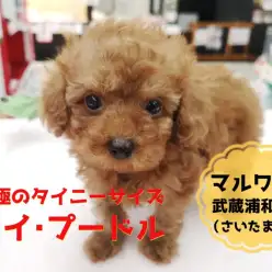 【 タイニーサイズ・プードル 】生後50日で500g！！究極のプリンセスがやって来た！！：マルワン武蔵浦和店（さいたま市）｜オススメ子犬情報！No.412718