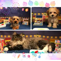【 オススメ子犬 ＆ 子猫 まとめ】8月第一、二週目の素敵なわんにゃん紹介！:ペットショップマルワン白楽店（横浜市）│子犬＆子猫情報！