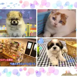 【 白楽わんにゃんまとめ 】8月第三週〜の魅力たっぷりのわんにゃん紹介！： ペットショップ マルワン白楽店（横浜市）│子犬 ＆ 子猫情報！