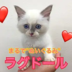 【 ラグドール 】あまりの穏やかな性格に「 ぬいぐるみ 」と名付けられたのは伊達じゃない！甘えん坊な癒し猫が高井戸に参上！ ペットショップ マルワン高井戸店（ 東京都杉並区 ）子猫情報！ NO.130056