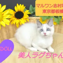 【 ラグドール 】抱っこしたい猫NO.1！ネコ界のマリリンモンローがやって来た！！：マルワン志村坂下店（東京都板橋区） 子猫情報！ No.914372