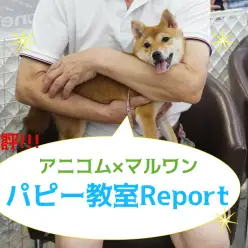 【 パピー教室 開催報告！】アニコム損保&マルワンコラボイベント！大倉山店編