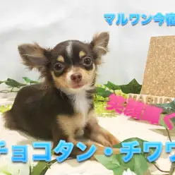 【 チョコタン チワワ 】生後6ヶ月で驚きの1.4kg！極小サイズほぼ確定のイケメンは甘えんBOY！：ペットショップマルワン今宿店（横浜市）｜子犬情報！NO.120110