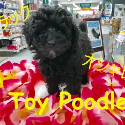 【 トイ・プードル 】生後3ヶ月で驚異の1.06Kg！足元にはオシャレ上級者の証が光り輝くブラックプーちゃん！： ペットショップ マルワン梅島店 子犬情報！No.119122