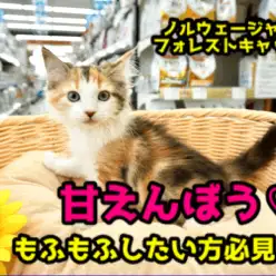【 ノルウェージャンフォレストキャット 】究極の甘ったれちゃん!!「大好き♥」の気持ちが止まらない!サイレントニャー発動中!!：ペットショップマルワン大倉山店（横浜市）｜子猫情報！No.6130723